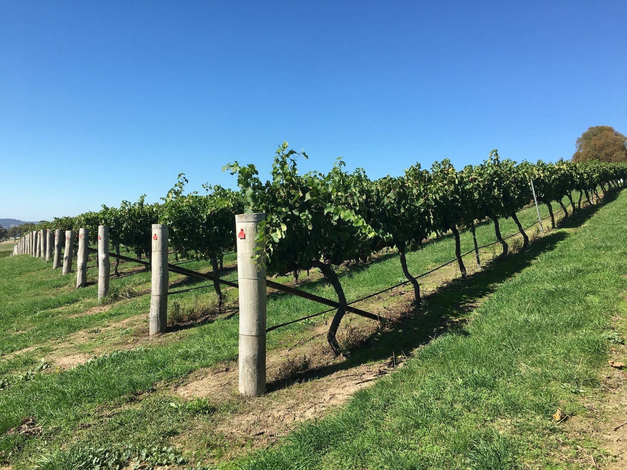 Turners Vineyard Motel Ориндж Екстериор снимка